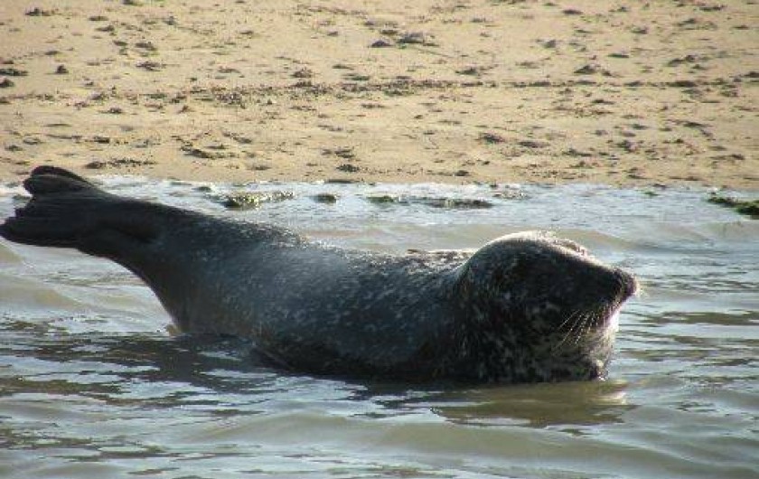 Location de vacances - Maison - Villa à Plouër-sur-Rance - veau marin résidant dans la Rance