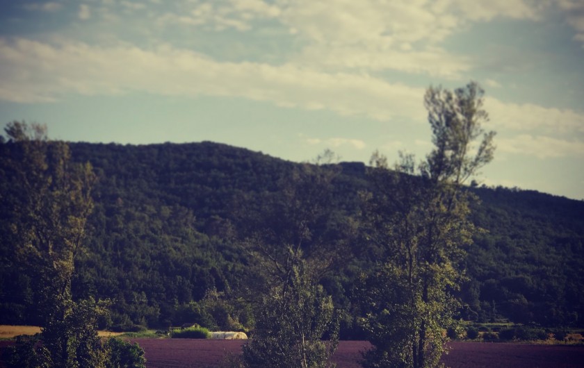 Location de vacances - Maison - Villa à Saint-Martin-de-Brômes - Champs de lavande face à la copropriété