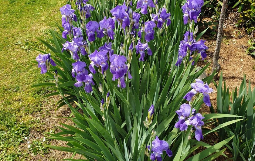 Location de vacances - Gîte à Lherm - Les Iris du jardin