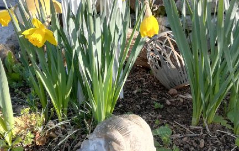 Location de vacances - Chambre d'hôtes à Saint-Avit-Sénieur - Le jardin