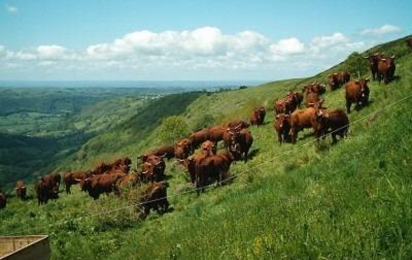 Location de vacances - Gîte à Loupiac
