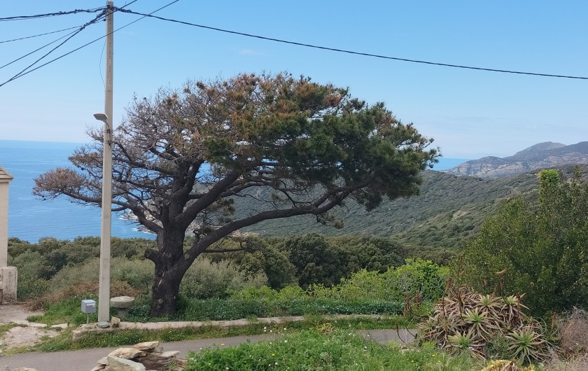 Location de vacances - Appartement à Morsiglia - JARDIN VUE MER