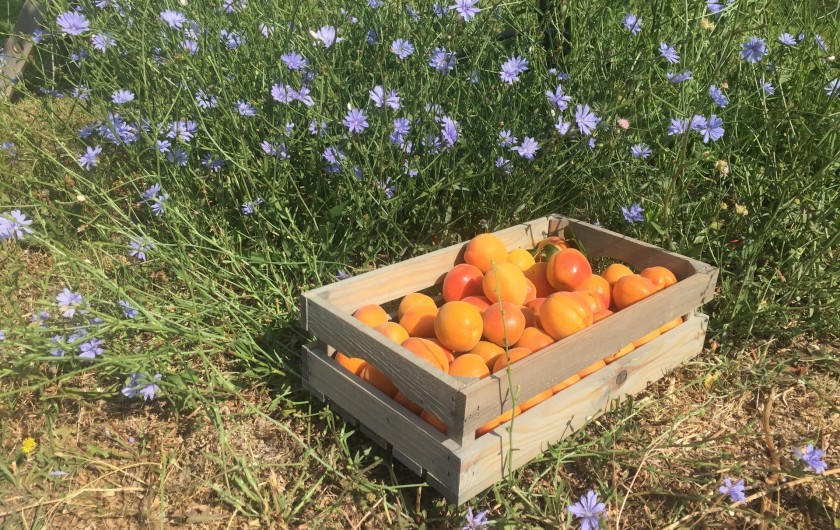 Location de vacances - Gîte à Rognes