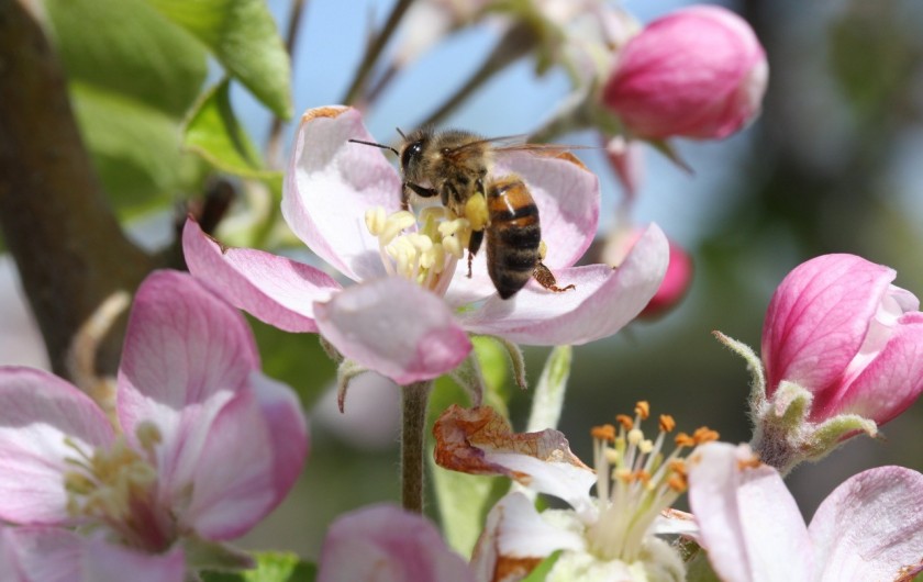 Location de vacances - Gîte à Rognes