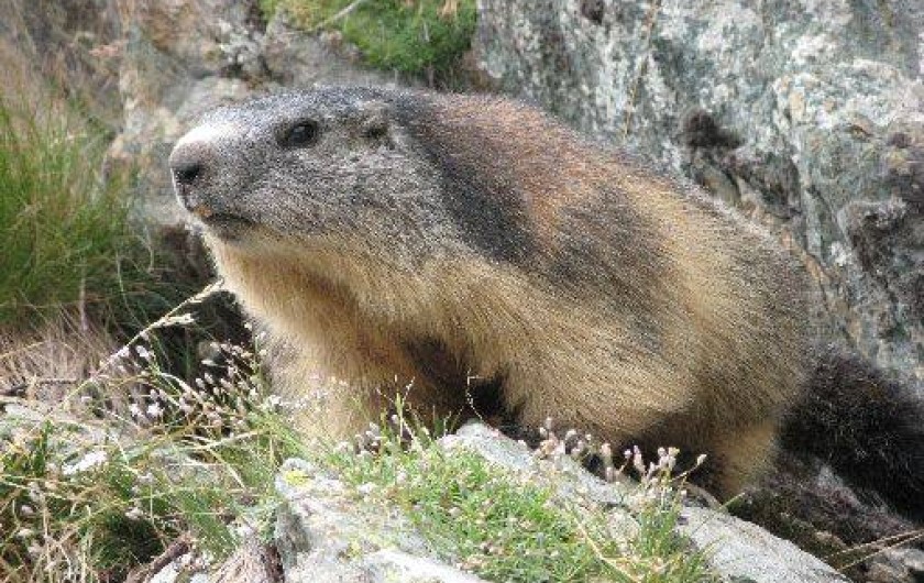 Location de vacances - Appartement à Puy-Saint-Vincent