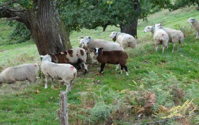 Location de vacances - Maison - Villa à Astugue - Mouton en bordure de la bergerie