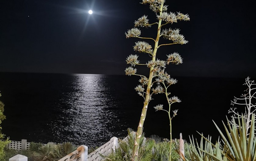 Location de vacances - Appartement à Oropesa del Mar