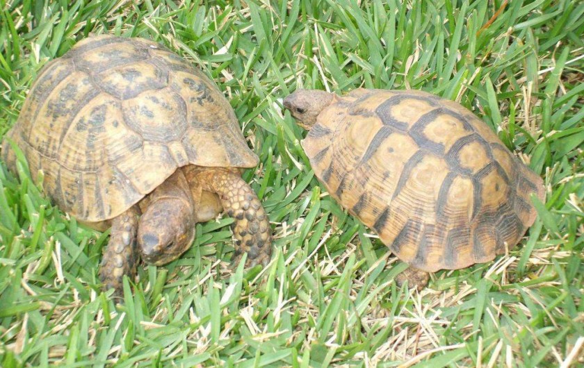 Location de vacances - Villa à El Jadida - Les habitantes du jardin