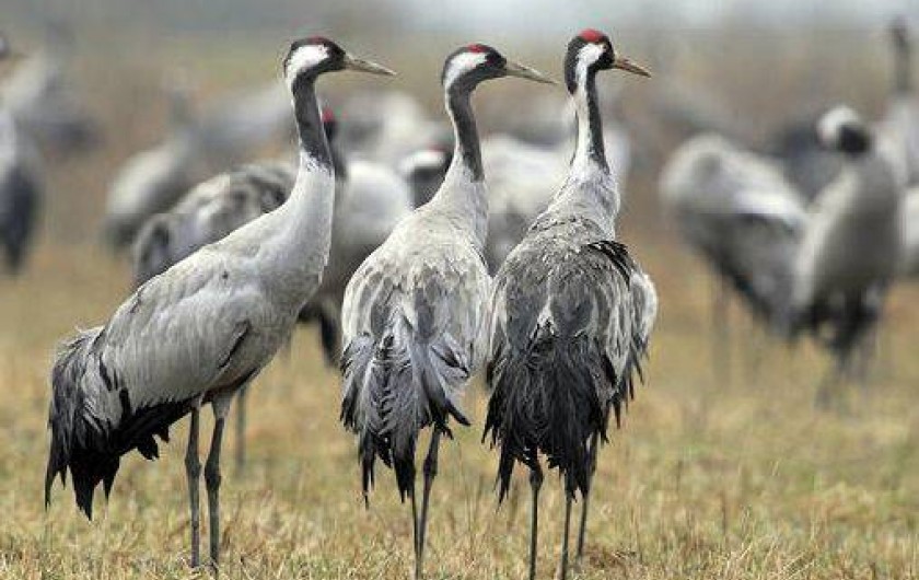 Location de vacances - Gîte à Puellemontier