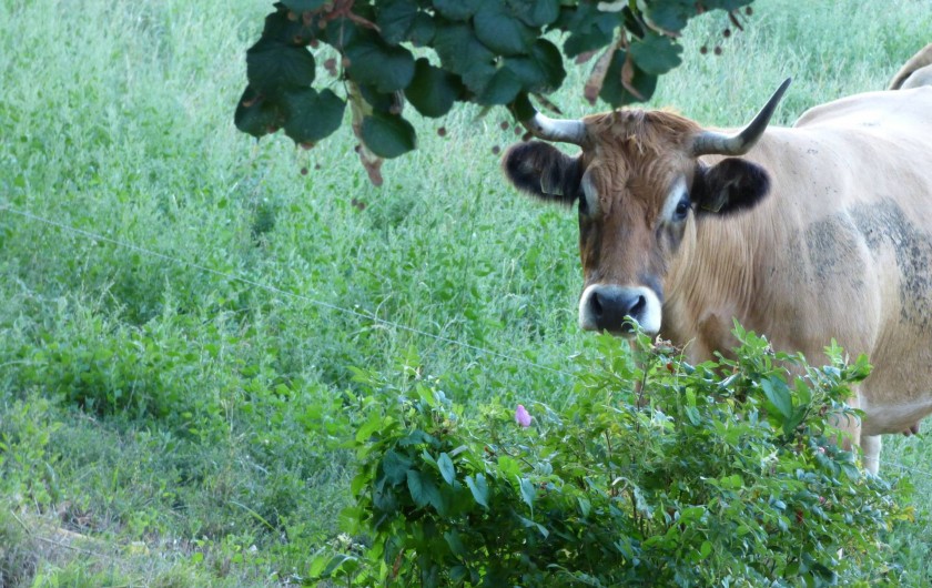 Location de vacances - Chambre d'hôtes à Colombies - une vache de race Aubrac peut vous regarder !