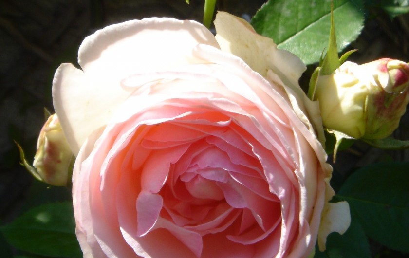 Location de vacances - Maison - Villa à Villard-de-Lans - Rose du jardin