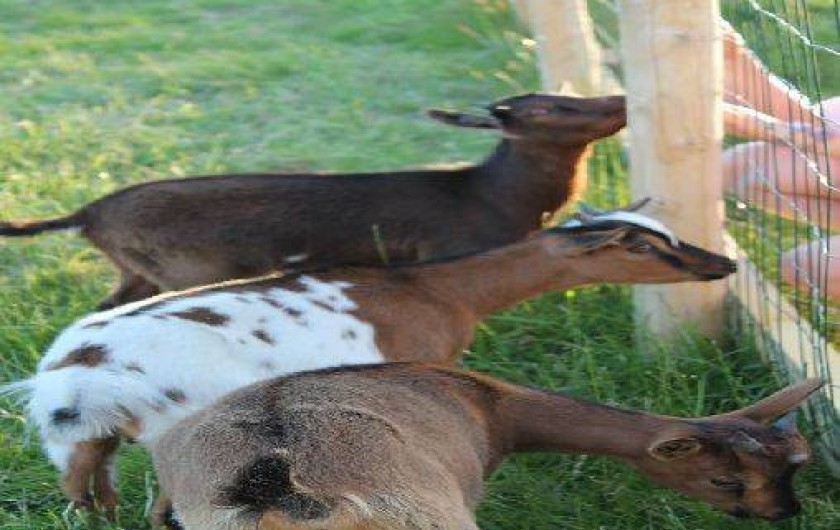 Location de vacances - Maison - Villa à Plouhinec