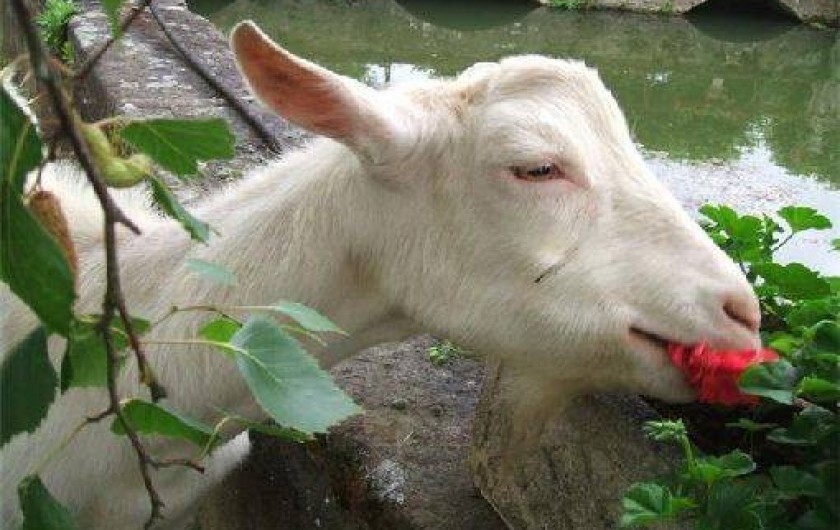 Location de vacances - Château - Manoir à Écommoy