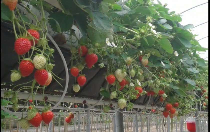 Location de vacances - Gîte à Wierre-Effroy