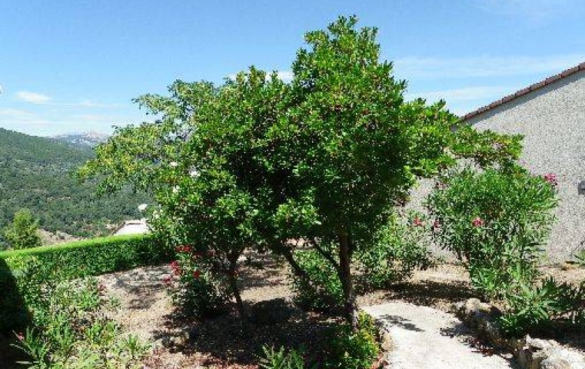 Location de vacances - Maison - Villa à Vico