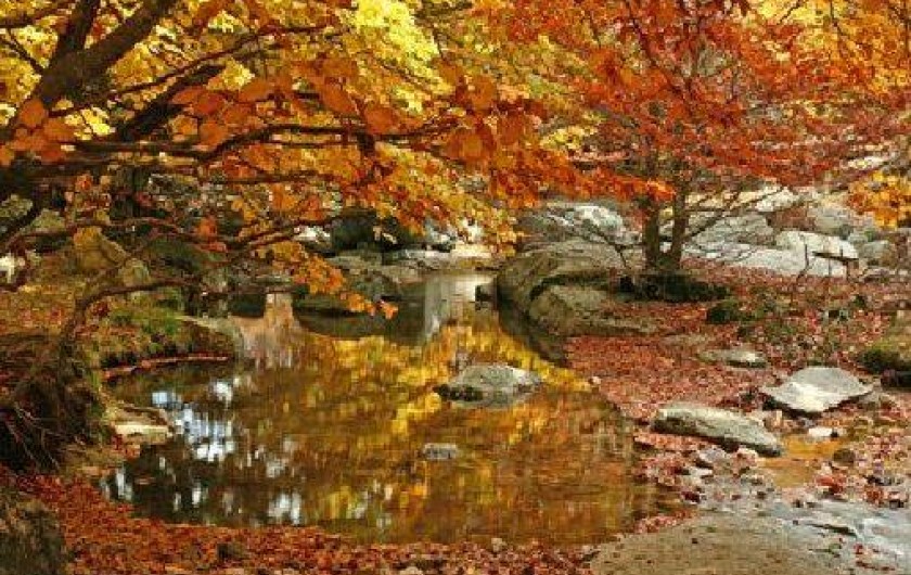 Location de vacances - Gîte à Le Pont-de-Montvert - Forêt
