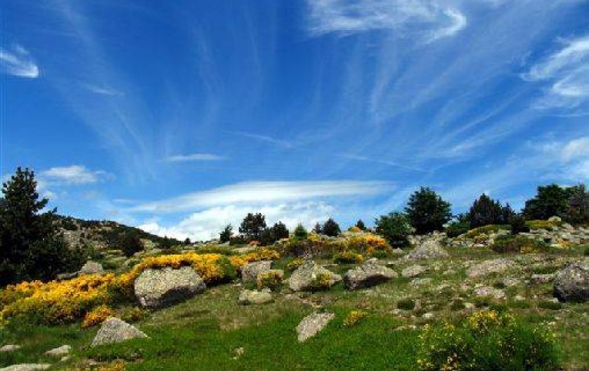 Location de vacances - Gîte à Le Pont-de-Montvert - Nature