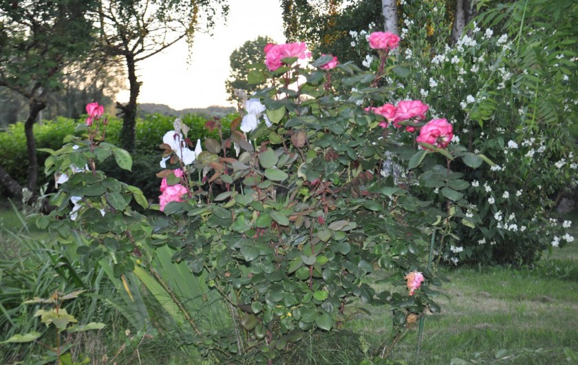 Location de vacances - Chambre d'hôtes à Mont-Dol - jardin