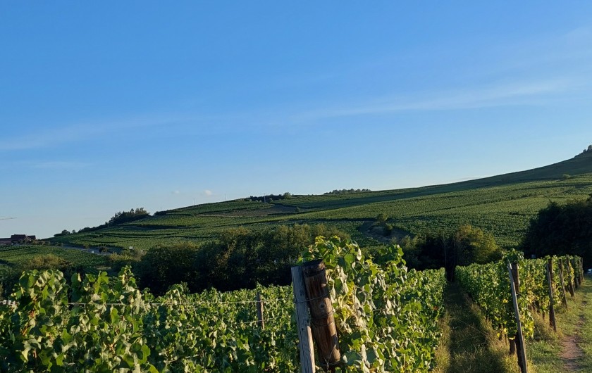 Location de vacances - Chalet à Bœrsch - Vue sur les vignes du Bas-Rhin