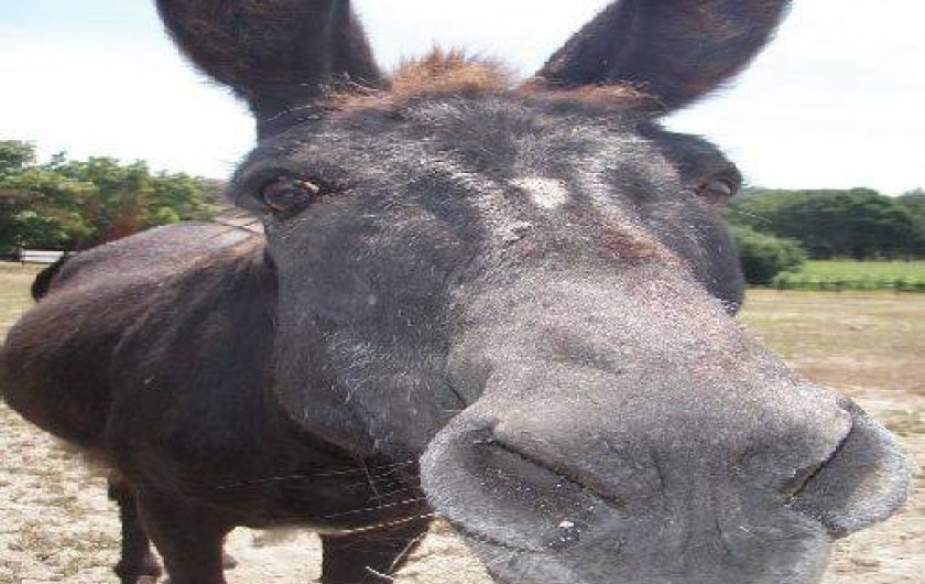 Location de vacances - Villa à Soustons