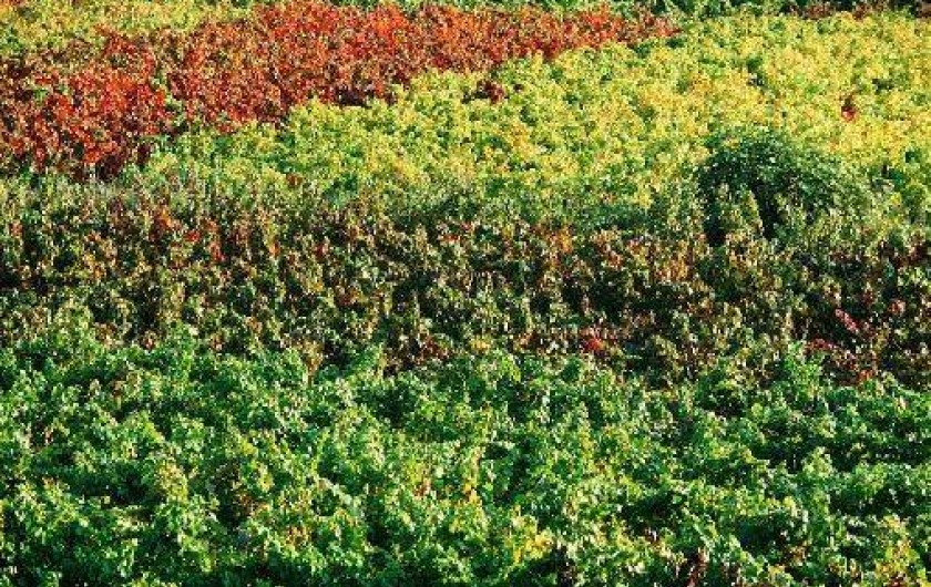 Location de vacances - Mas à Le Castellet