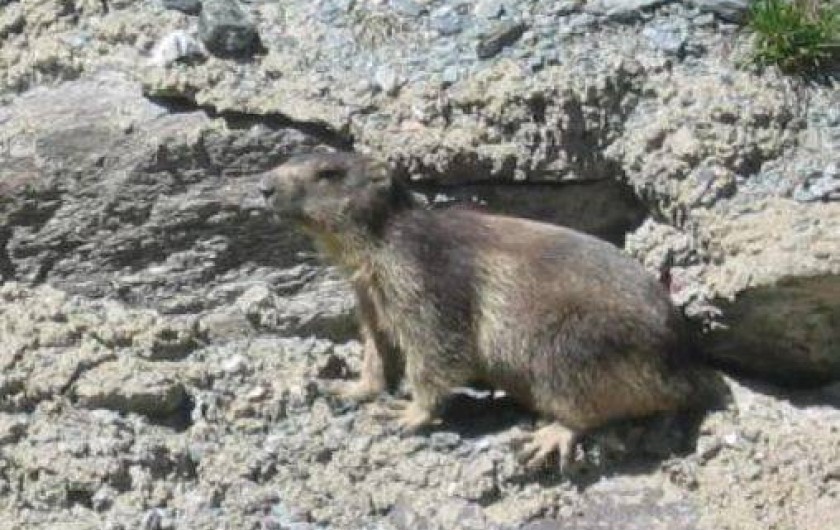 Location de vacances - Appartement à Val Thorens