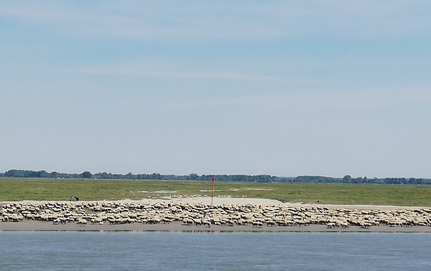 Location de vacances - Appartement à Saint-Valery-sur-Somme - vue des moutons de la baie de somme à marée basse
