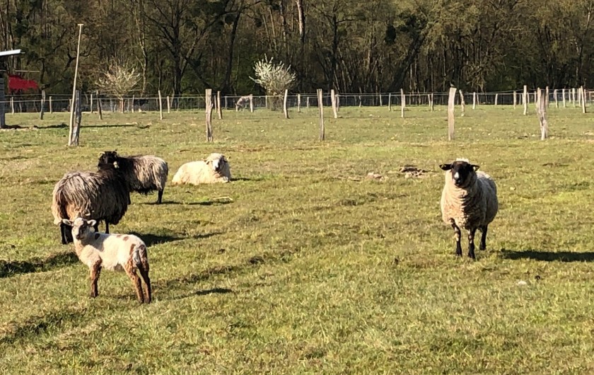 Location de vacances - Gîte à Tonnoy - les voisins...