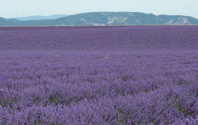 Location de vacances - Maison - Villa à Peynier