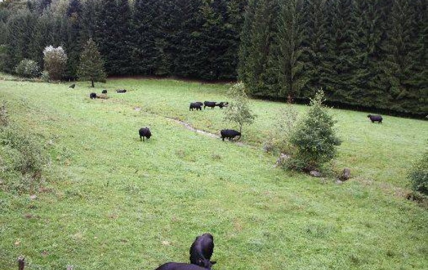 Location de vacances - Gîte à Vienville