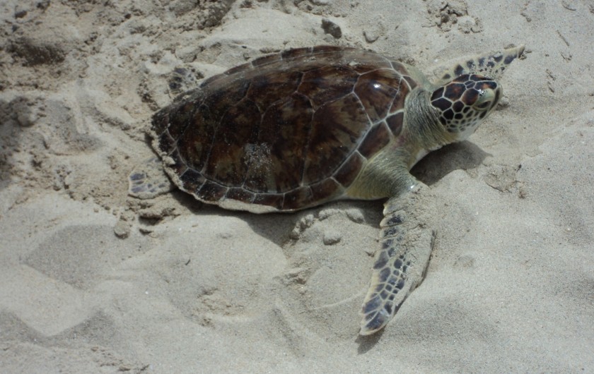 Location de vacances - Appartement à Le Gosier