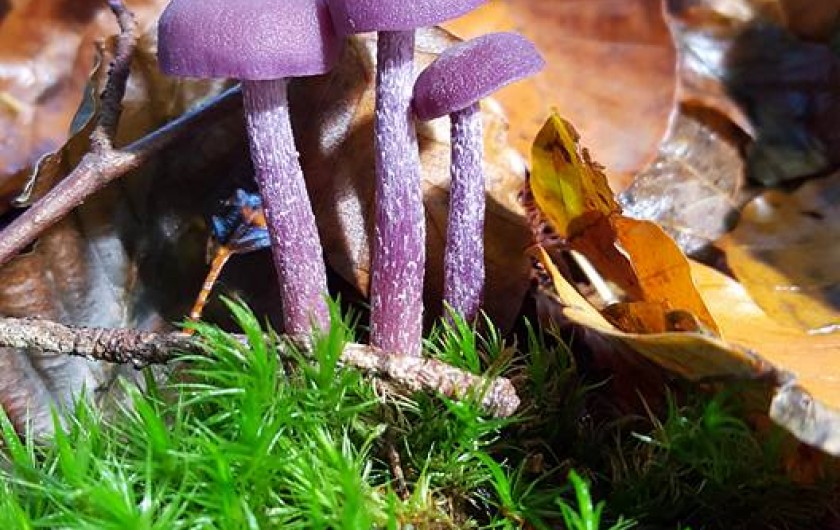 Location de vacances - Chalet à Weiterswiller