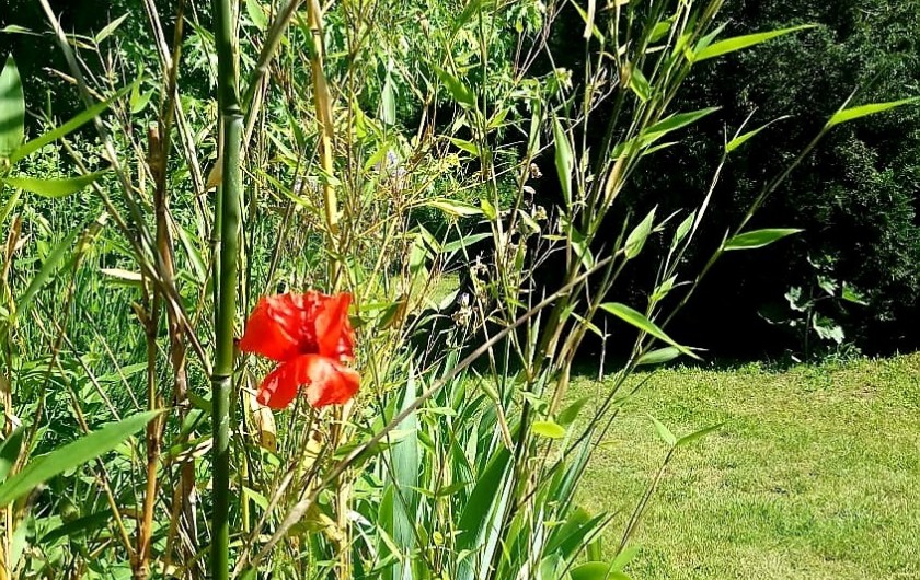 Location de vacances - Chalet à Weiterswiller
