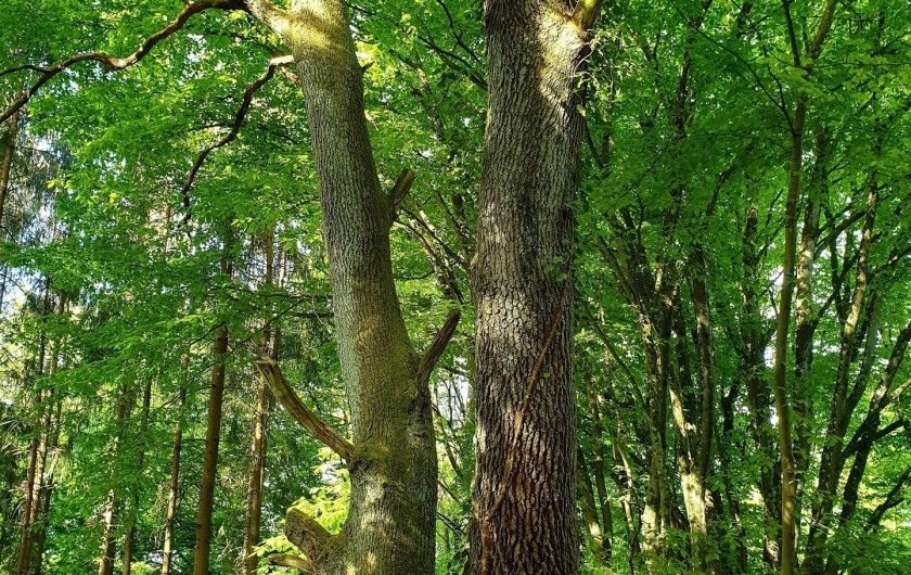 Location de vacances - Chalet à Weiterswiller