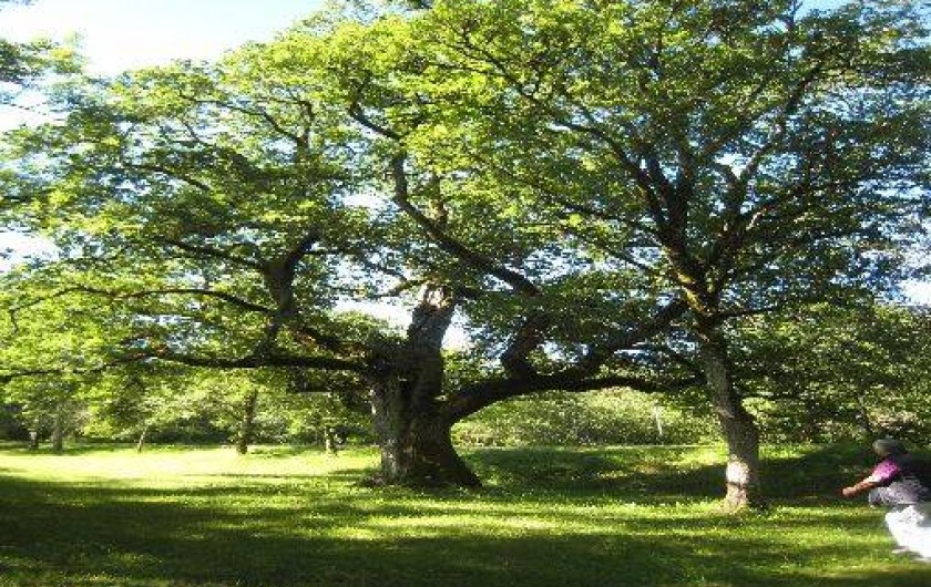Location de vacances - Gîte à Carlucet