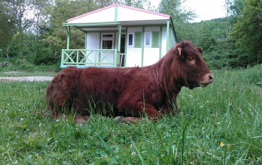 Location de vacances - Chalet à Belesta