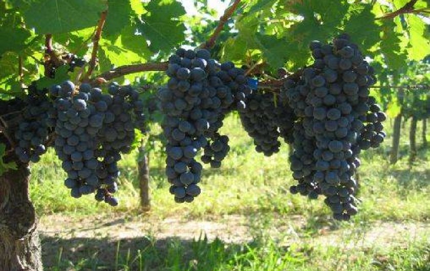 Location de vacances - Gîte à Puy-l'Évêque