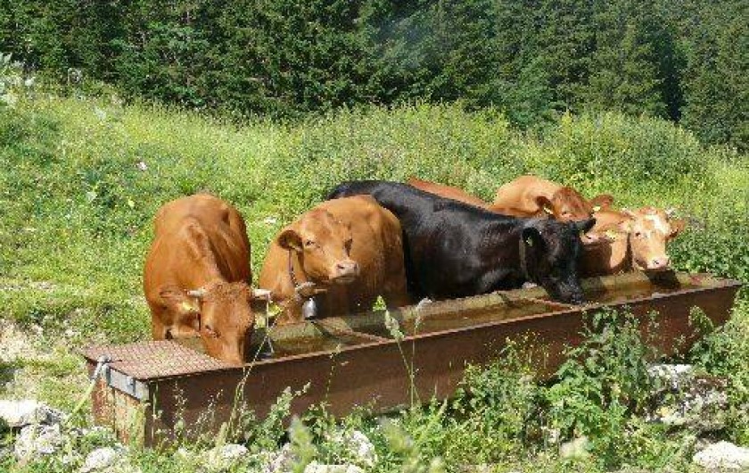 Location de vacances - Gîte à Les Rousses