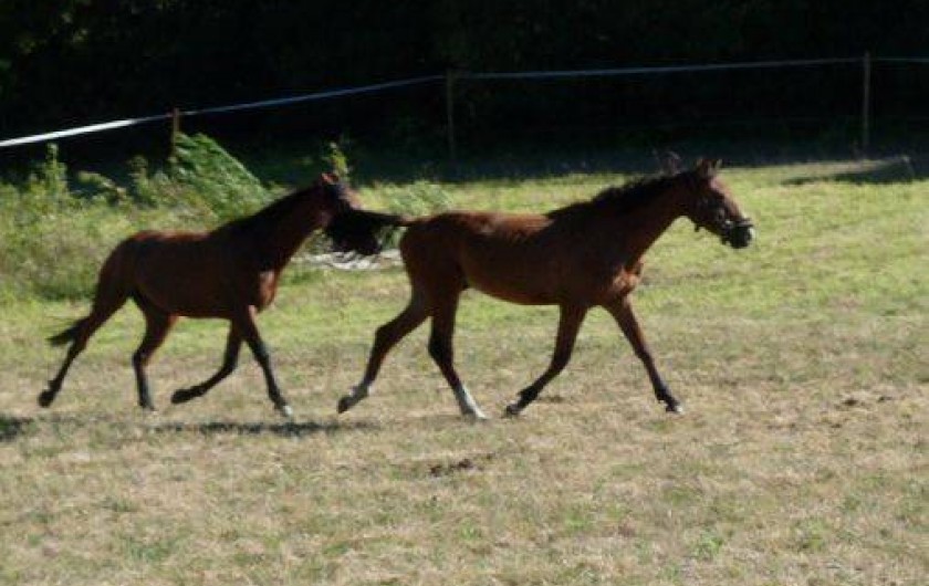 Location de vacances - Chambre d'hôtes à Moussoulens