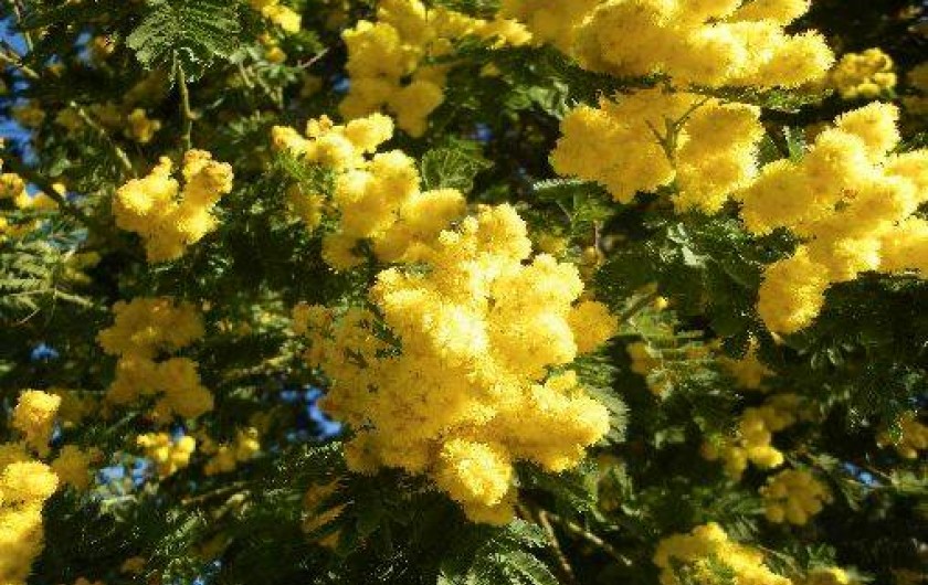 Location de vacances - Appartement à Le Lavandou