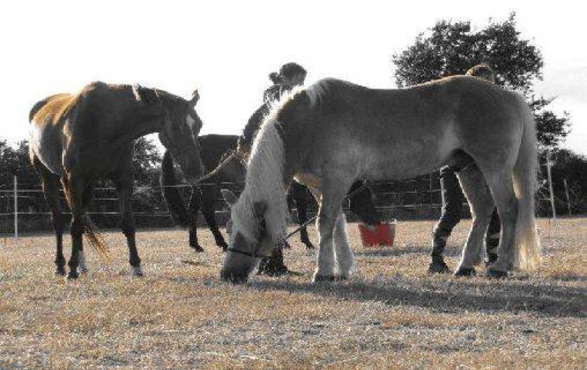 Location de vacances - Gîte à Arzal