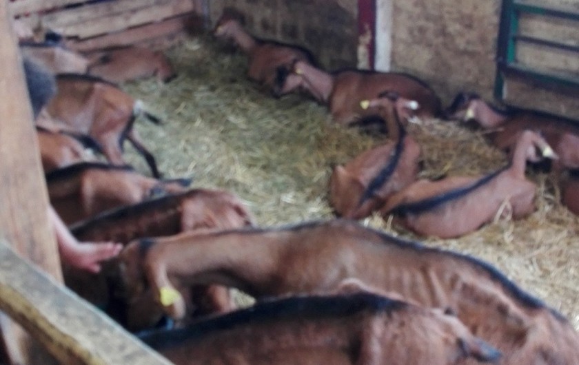 Location de vacances - Gîte à La Bresse