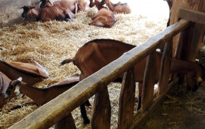 Location de vacances - Gîte à La Bresse