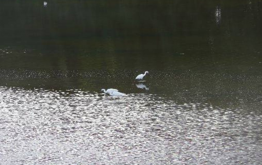 Location de vacances - Camping à Ravenoville