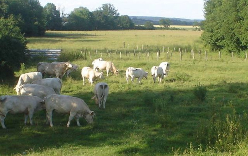 Location de vacances - Chambre d'hôtes à Gigny - Vue sur la campagne