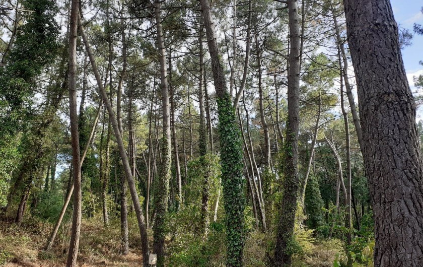 Location de vacances - Bungalow - Mobilhome à Camiers - Forêt, réserve naturelle national de la Canche