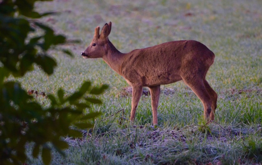Location de vacances - Gîte à Dému - Un visiteur au bout du jardin