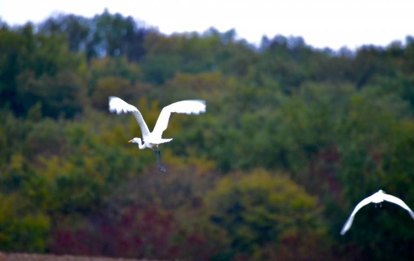 Location de vacances - Gîte à Dému - Alentours