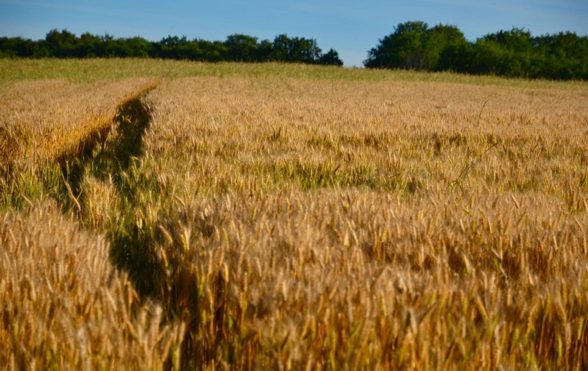Location de vacances - Gîte à Dému - Au bout du jardin