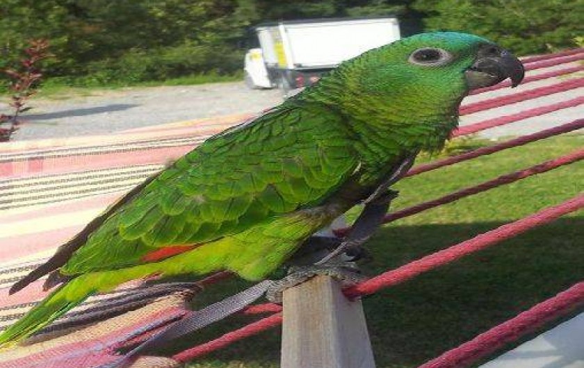 Location de vacances - Gîte à Seyne